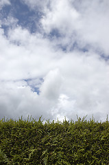 Image showing Hedge and sky