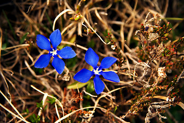 Image showing Gentiana verna, Austrian Alps