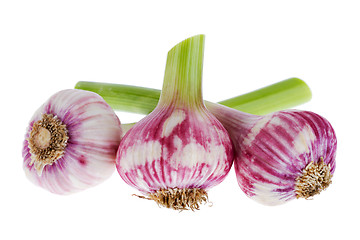 Image showing Fresh garlic isolated on white background