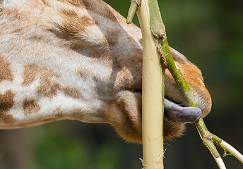 Image showing Giraffe eating