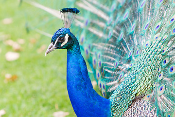 Image showing Portrait of an Indian peafowl