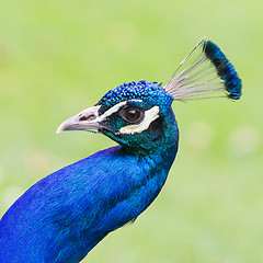 Image showing Portrait of an Indian peafowl