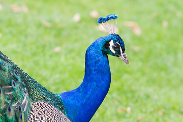 Image showing Portrait of an Indian peafowl