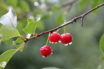 Image showing cherry