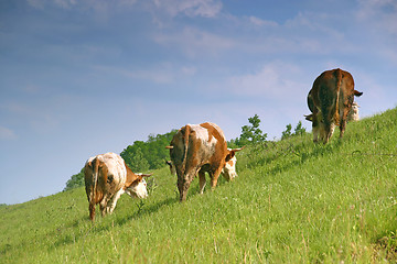 Image showing Cows graze