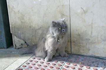 Image showing Gray cat