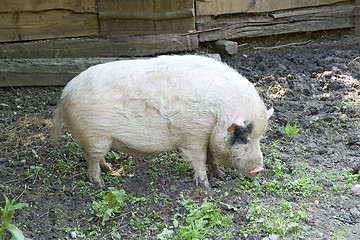 Image showing Pig