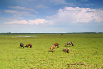 Image showing Pigs in a meadow
