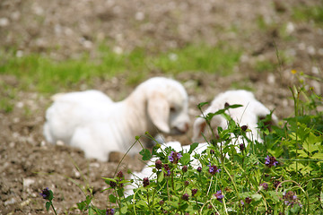 Image showing Two sheep