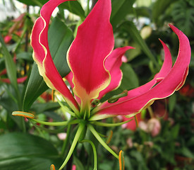 Image showing flame lily