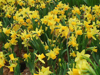 Image showing Lent lily flowers