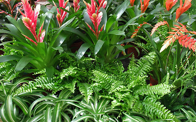 Image showing various plant detail