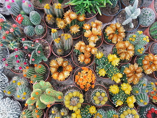 Image showing flowering cacti