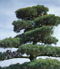 Image showing big Bonsai detail