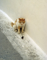 Image showing Cat and mouse