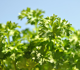 Image showing Parsley cut-out