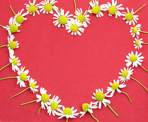 Image showing Camomile blooms on red felt heart shaped