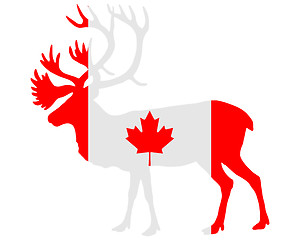 Image showing Canadian caribou