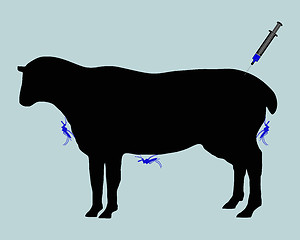 Image showing Sheep gets immunization against diseases caused by midge bites