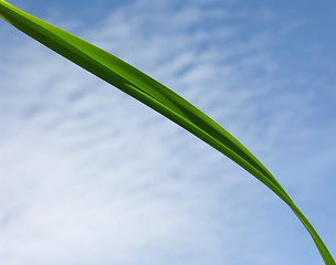 Image showing Blade of grass in front of blue sky