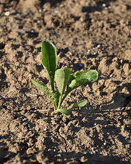 Image showing Sugar beet plant (Beta vulgaris subsp. vulgaris)