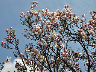 Image showing Pink Magnolia