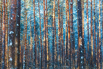 Image showing Winter forest nature snow woods background