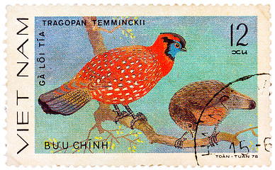 Image showing Stamp printed in Vietnam shows Tragopan temminckii or Temminck's