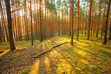 Image showing Sunset In Spring Forest 