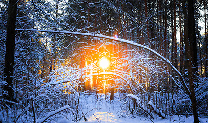 Image showing winter landscape with the pine forest and sunset