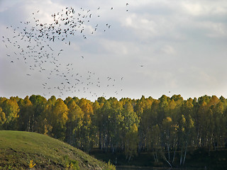 Image showing Flock of crows over the forest