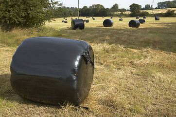 Image showing Hay bales