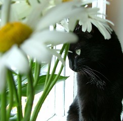 Image showing pretty flower and camomile