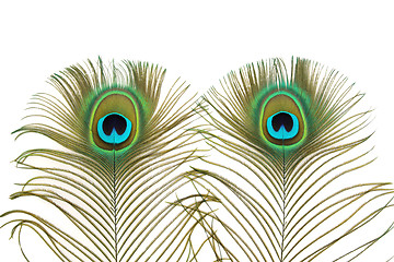 Image showing Peacock Eyes