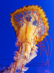 Image showing spectacular jellyfish 