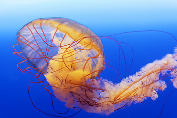 Image showing spectacular jellyfish 