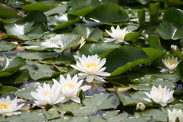 Image showing Water lilies in pond