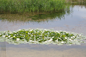 Image showing Pond with Water lilies