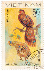 Image showing Stamp printed in Vietnam shows Polyplectron germaini, series dev