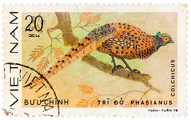 Image showing Stamp printed in Vietnam shows Phasianus colchicus or common phe