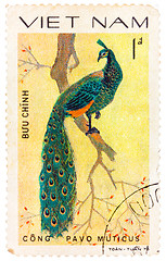 Image showing Stamp printed in Vietnam shows Pavo muticus or green peafowl, se