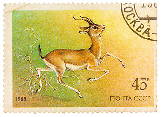 Image showing Stamp printed by Russia, shows Goitered gazelle