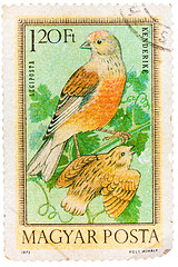 Image showing Stamp printed in Hungary, shows Linnets, without inscription, fr