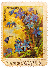 Image showing Stamp printed in USSR (Russia) shows a Siberian squills with the