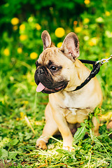 Image showing Dog French Bulldog