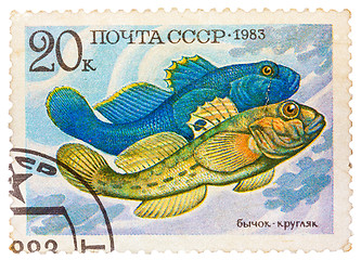 Image showing Stamp printed by Russia, shows fish, Neogobius fluviailis