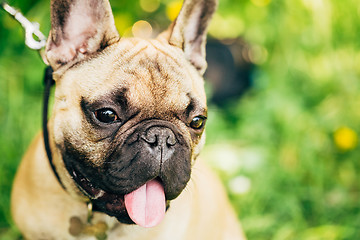 Image showing Dog French Bulldog