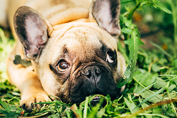 Image showing Dog French Bulldog