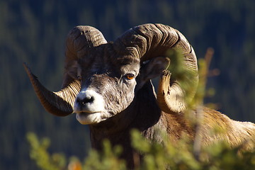 Image showing Mountain Sheep 7