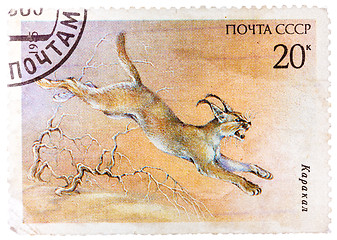 Image showing Stamp printed in USSR (Russia) shows a image of a Endangered ani